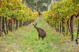 Trivet Tasting Club Friday 10th July : Margaret River