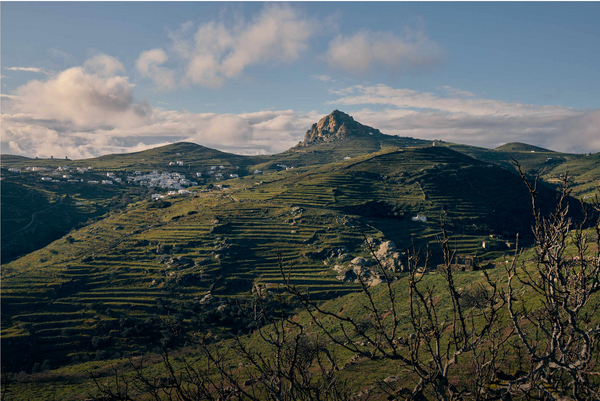 Trivet Tasting Club December: It's All Greek To Me