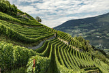 Trivet Tasting Club Friday 19th June : Alto Adige
