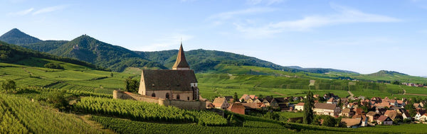 Trivet Tasting Club September 2025: Wine and Food of Alsace